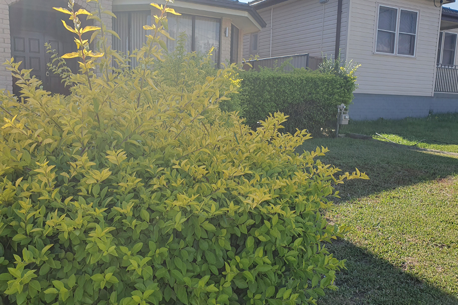 Lawn Mowing & Gardening Services 9 Before