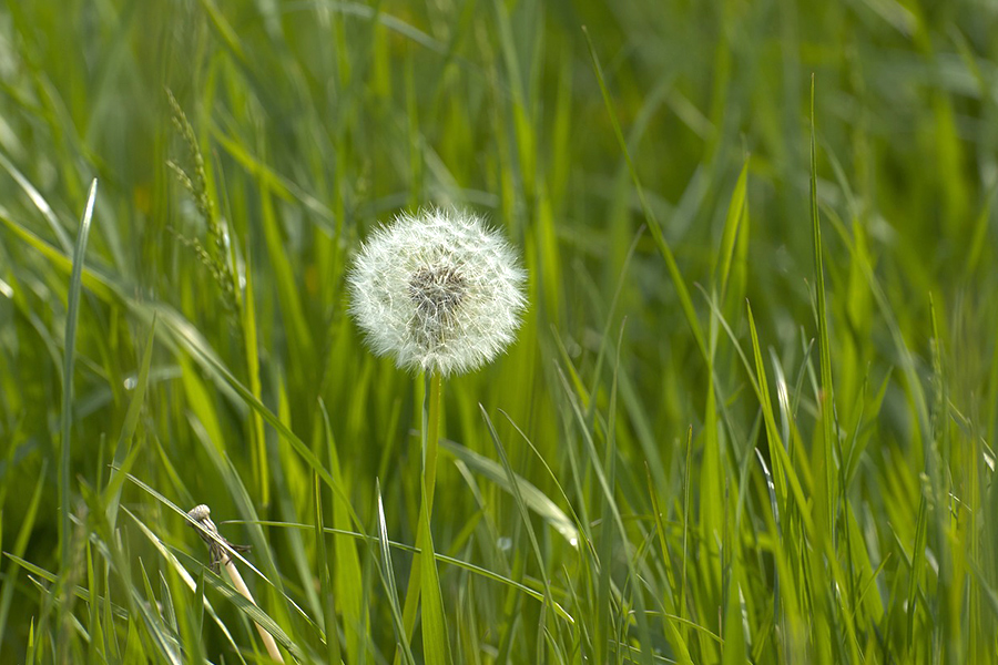 weed-treatment-image Weed Control Image