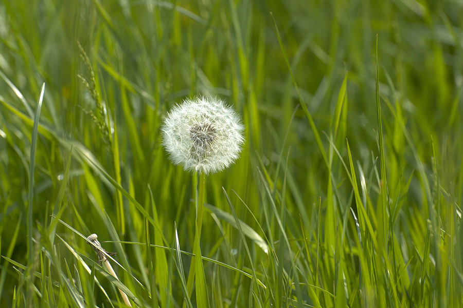 Weed Control Image